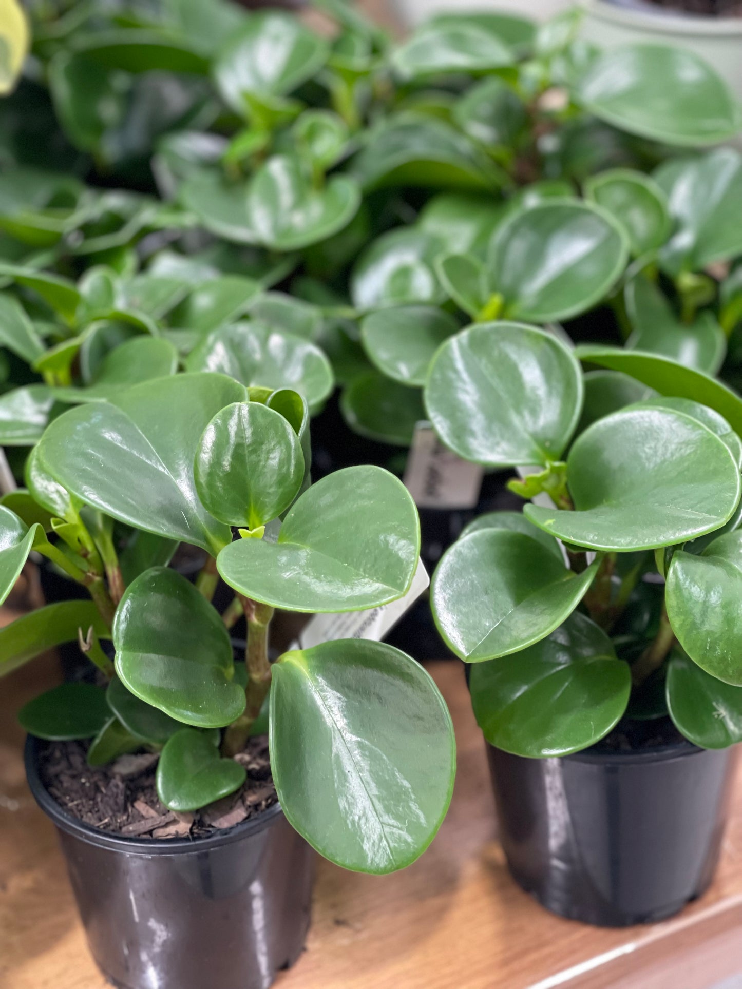 Peperomia Obtusifolia 120mm pot (Pick up/Delivery)