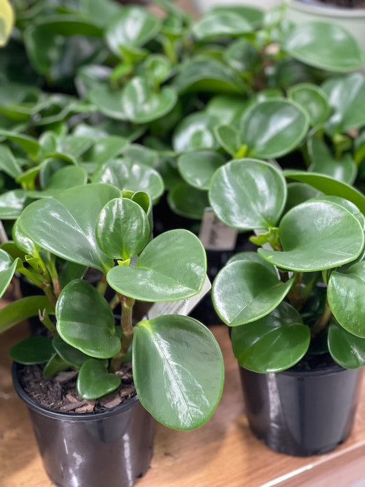 Peperomia Obtusifolia 120mm pot (Pick up/Delivery)