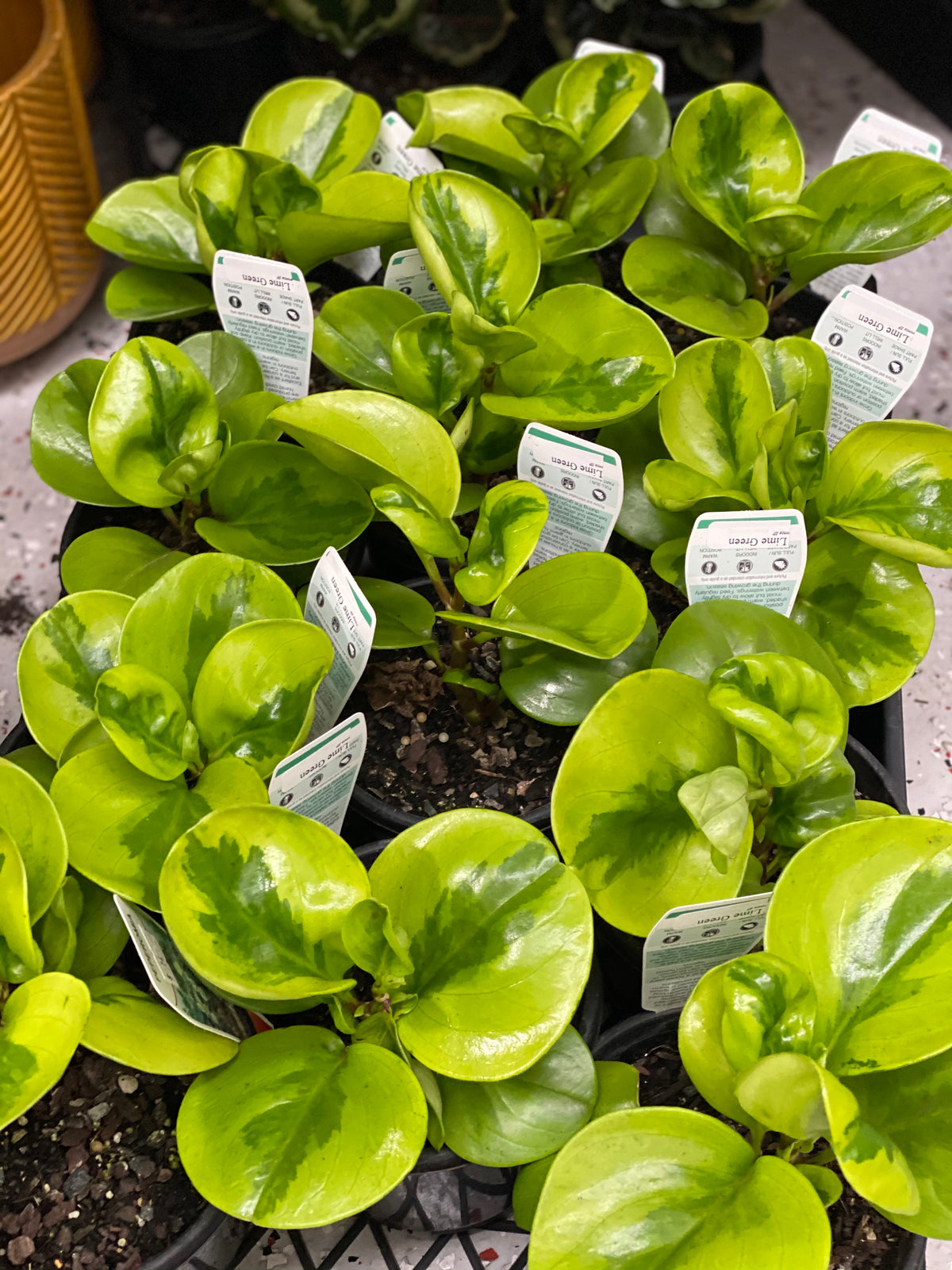 Peperomia Lime 130mm (PICK UP ONLY)