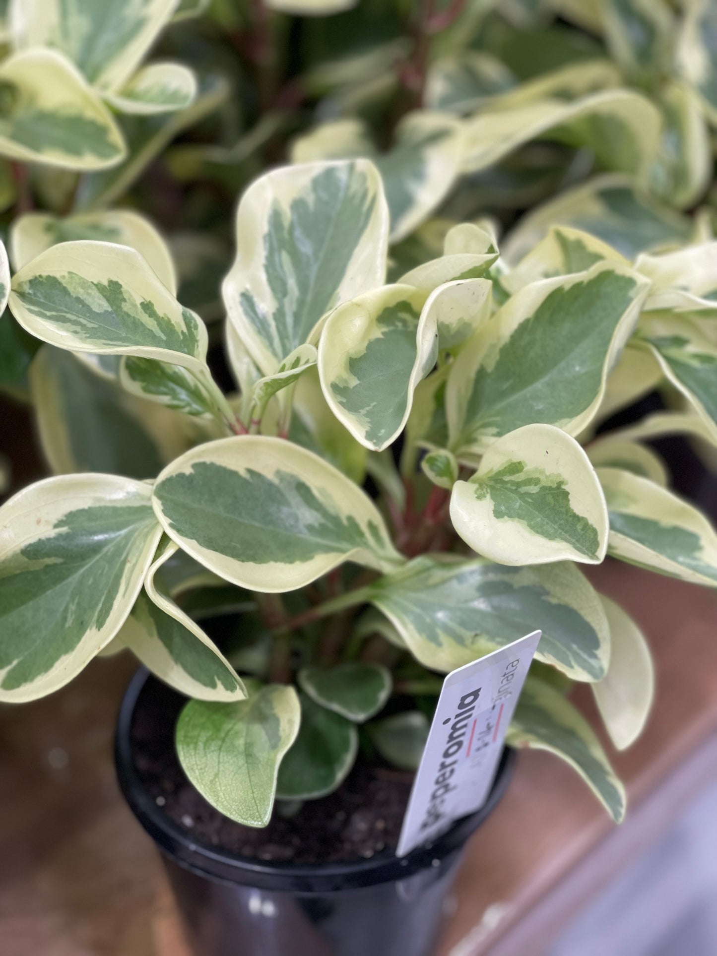 Peperomia Albo 120mm pot (Pick up/Delivery)