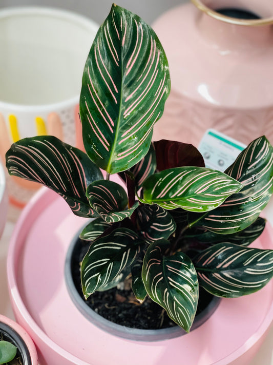 Calathea Ornata 130mm pot Indoor Plant  (Pick up/delivery)