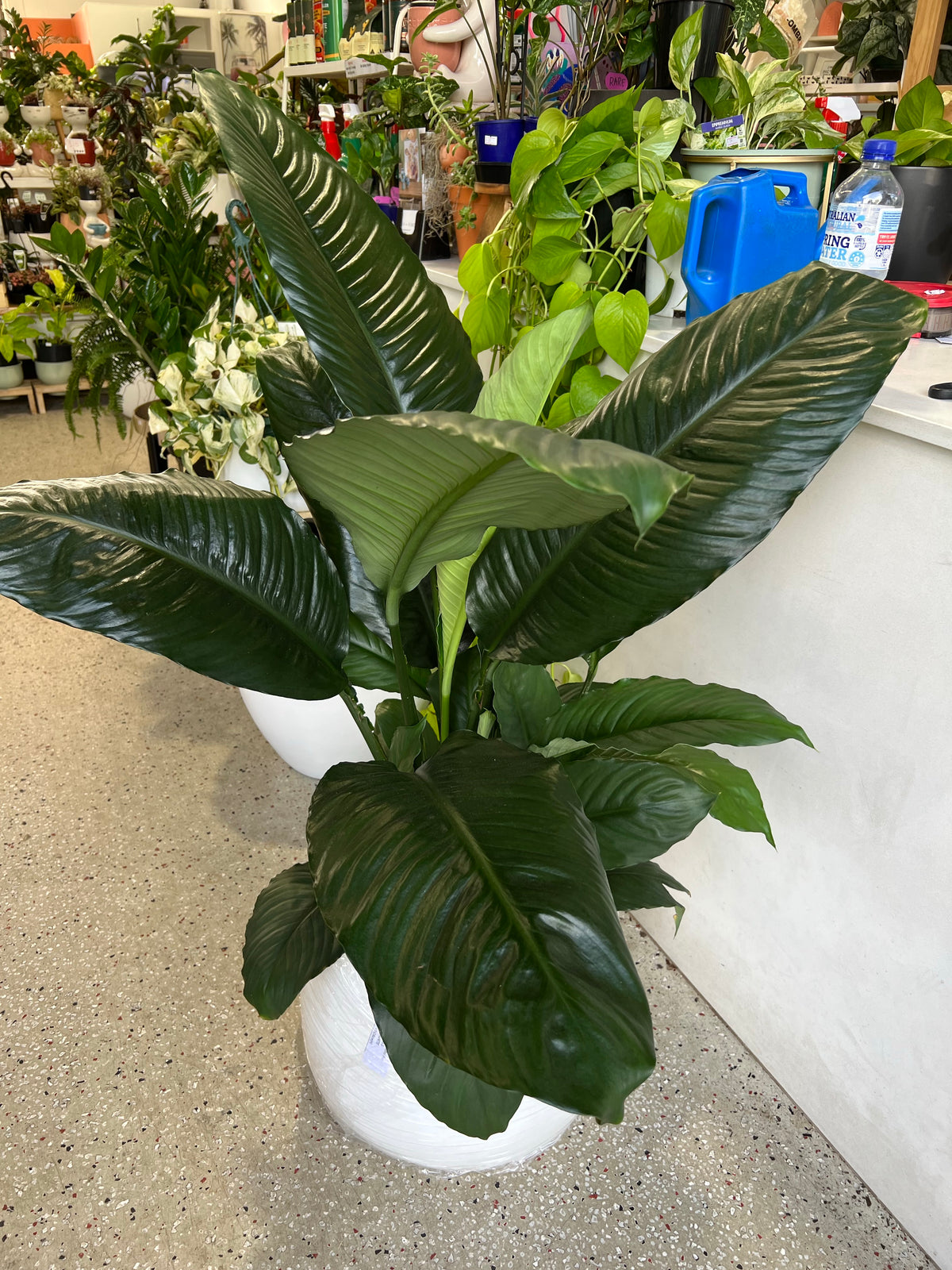 Giant Peace Lily Plant  250mm (pickup/delivery)