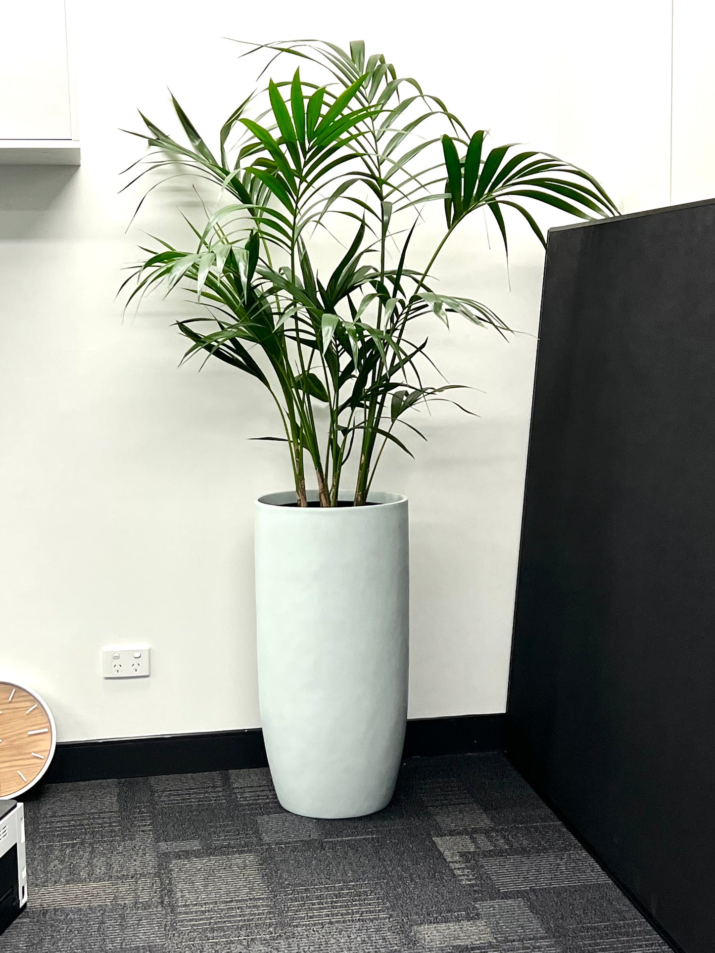 Kentia Palm 250mm (Pickup/Delivery)