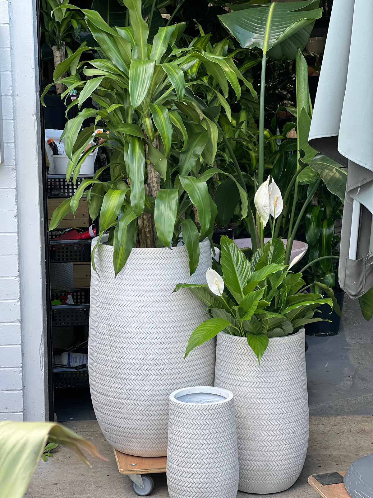 Bamboo U pots White  (Pick up/Delivery)