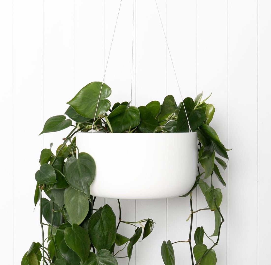 NY Mimi hanger white fit 200mm pot inside (Delivery/Pickup)