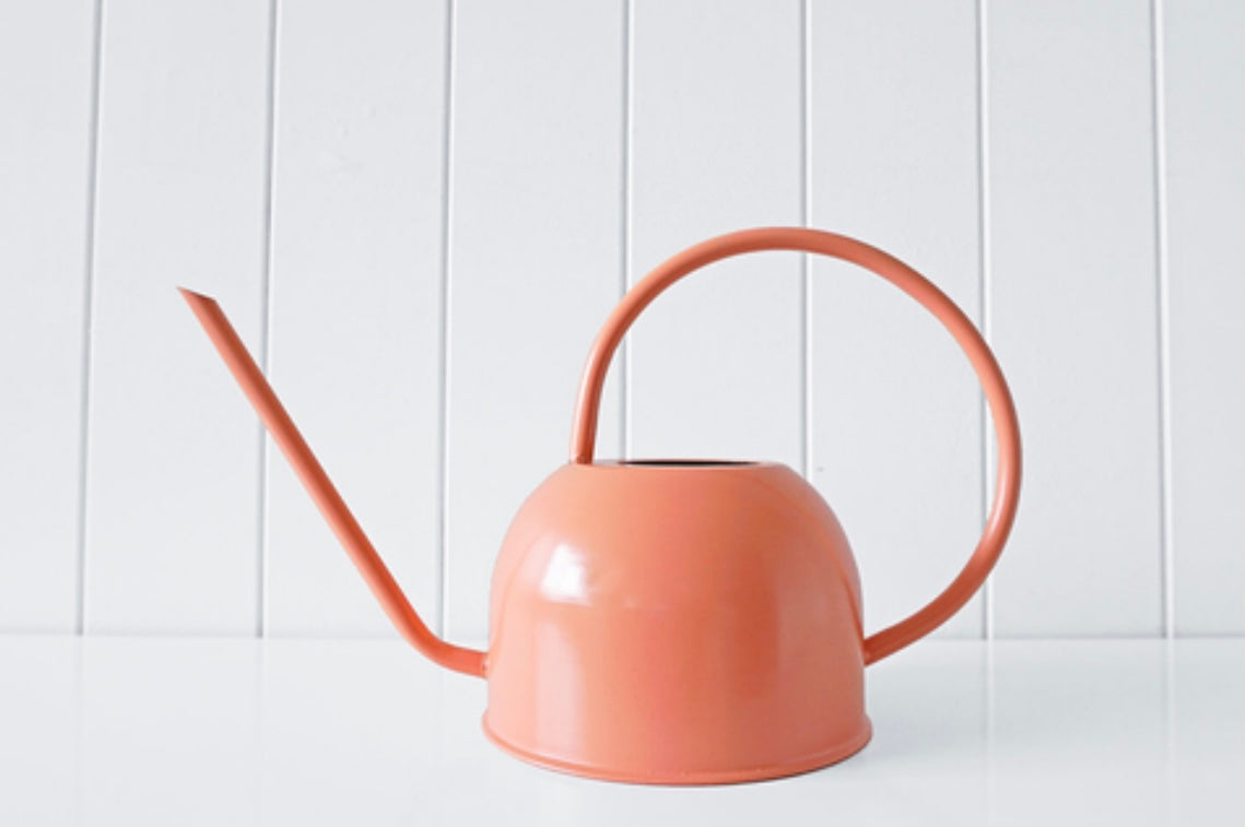 Saturday Watering Cans Available 3 Colours(Pickup/Delivery)