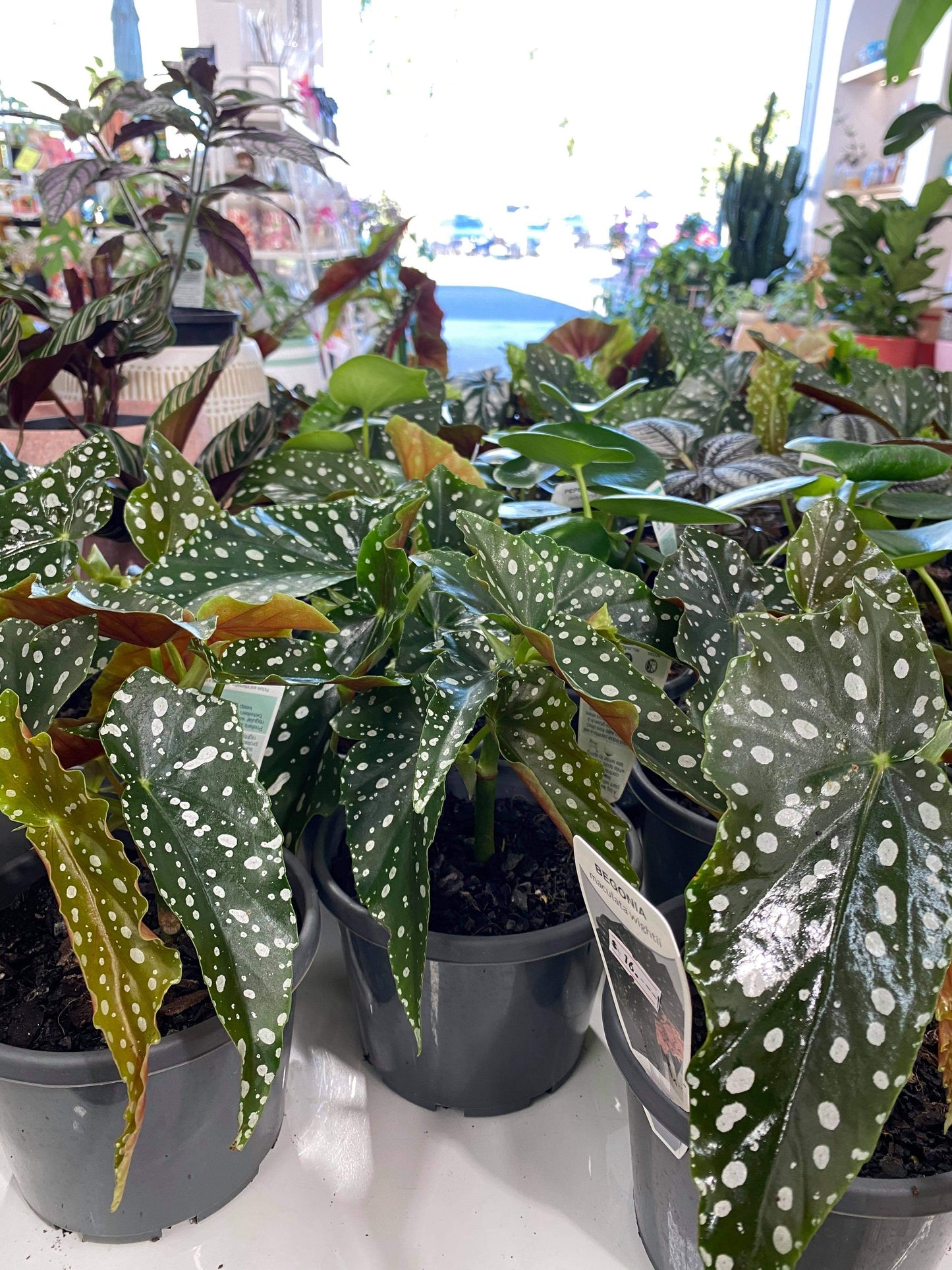 Begonia Polka Dot 130mm pot (pick up/delivery)