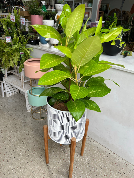 Rubber Plant Tineke Lime 200mm (pickup/delivery)