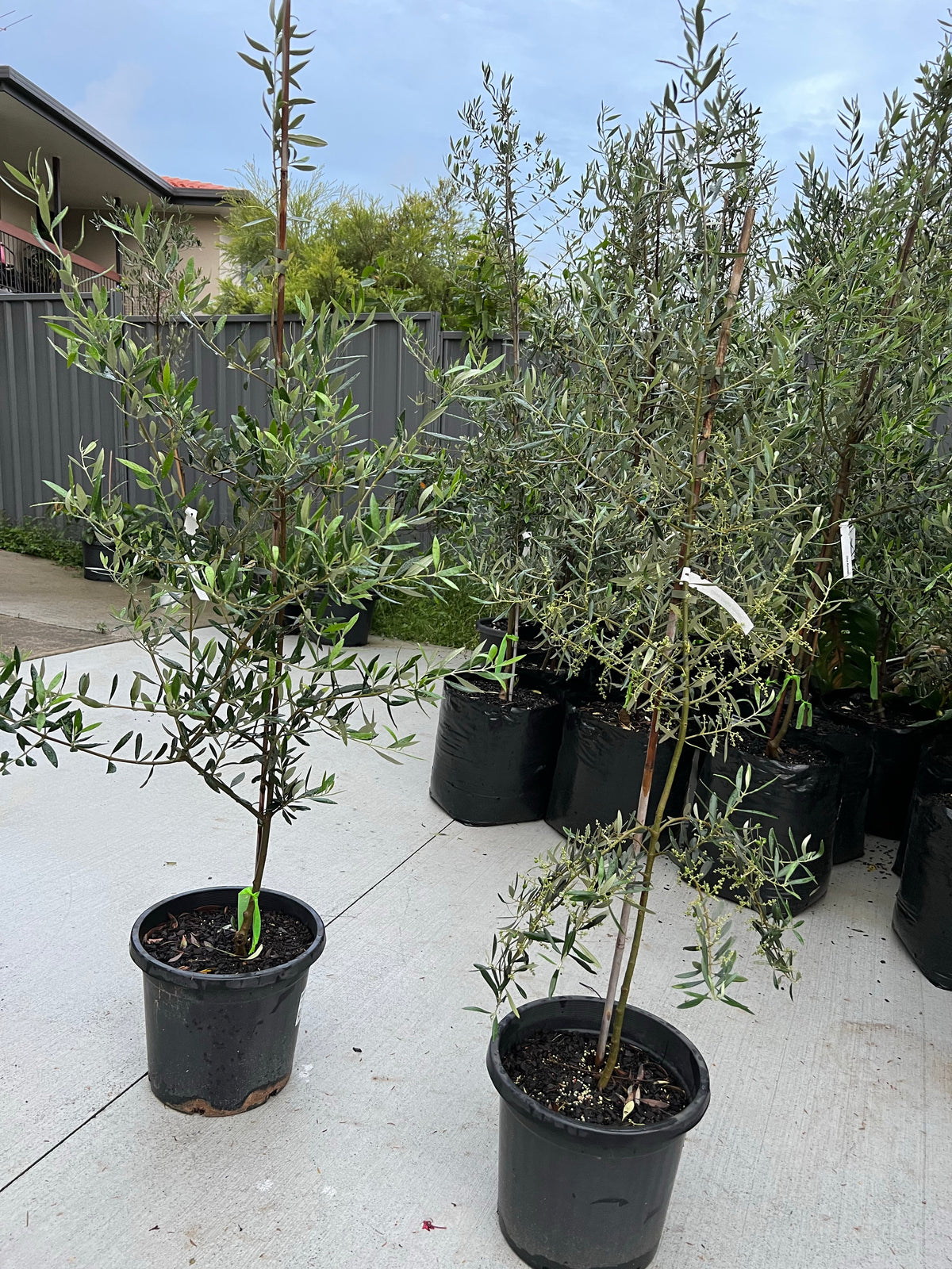 Large Olive tree 300mm (pickup/delivery)