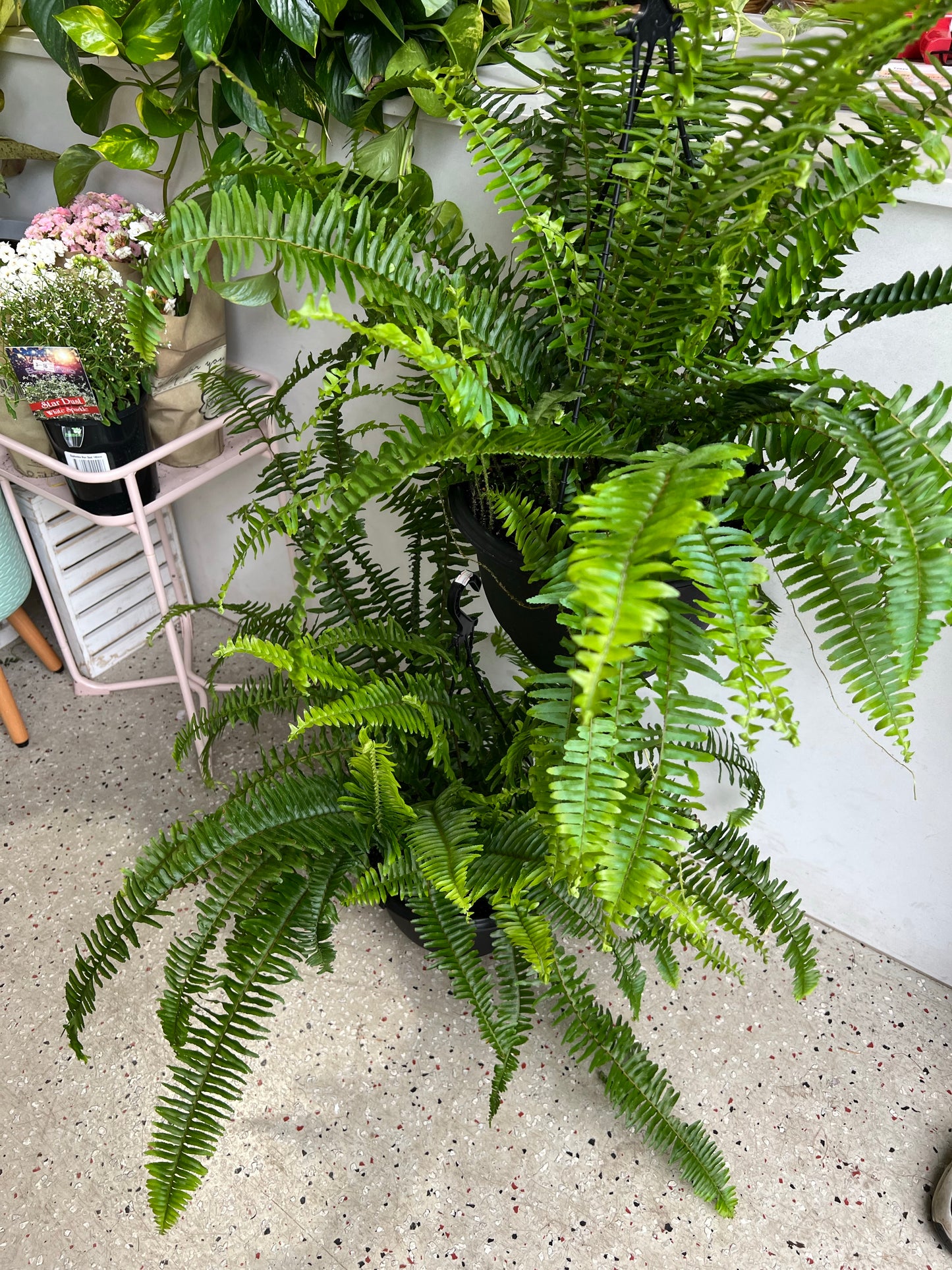 Boston Fern 250mm (pickup/delivery)