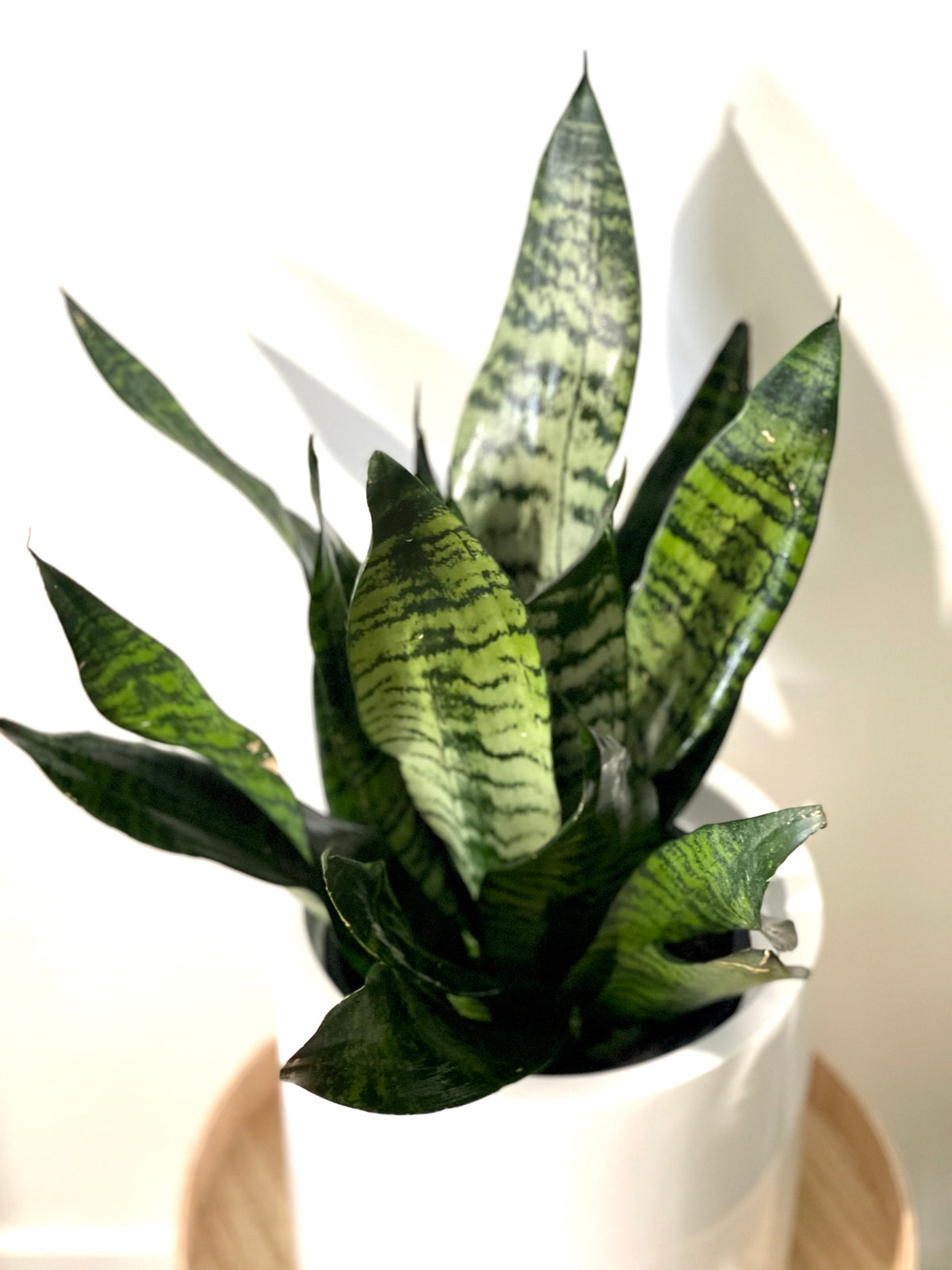 Snake Plant Green 200mm pot (Pick up/delivery)