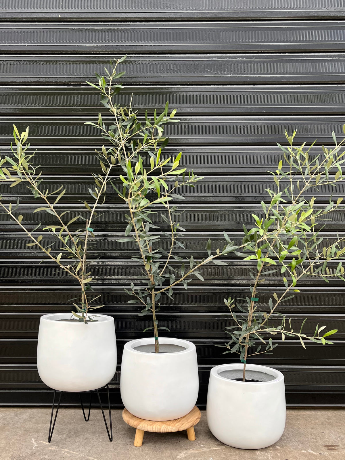 Olive tree 200mm 60cm-70cm tall (pickup/delivery)