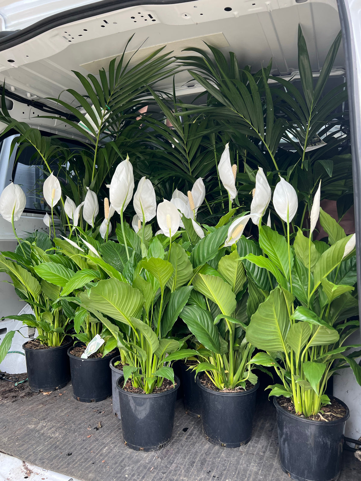 Peace lily 200mm pot (Pickup/Delivery)