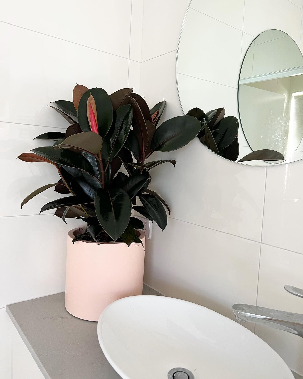 Rubber Plant Burgundy 200mm (pickup/delivery)