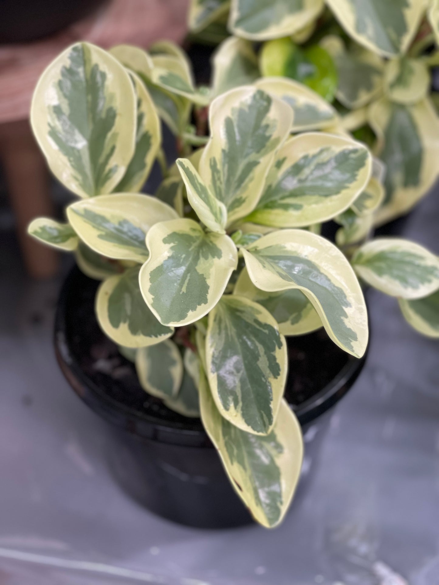 Peperomia Albo 120mm pot (Pick up/Delivery)