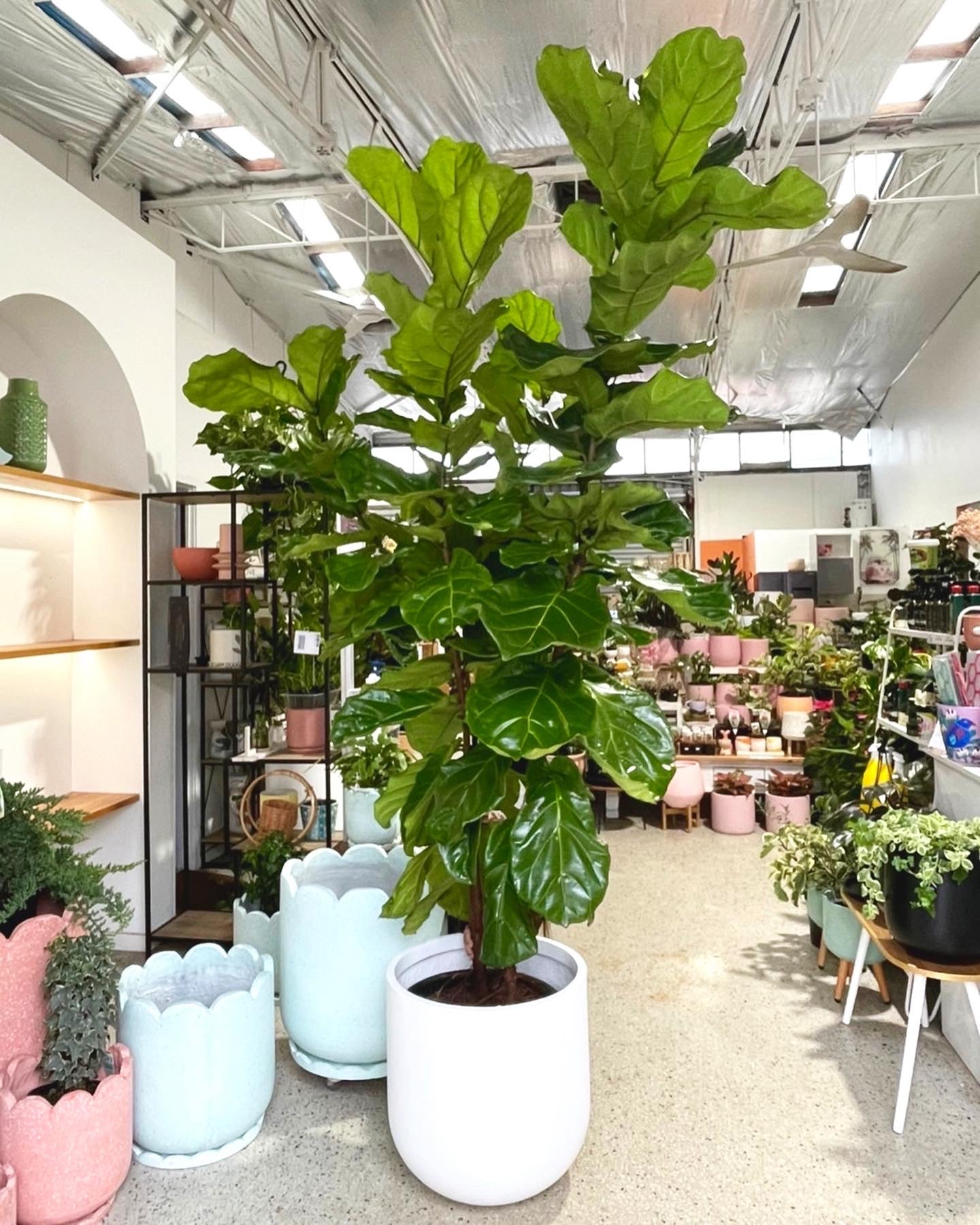 Fiddle leaf figs (Pickup/Delivery)