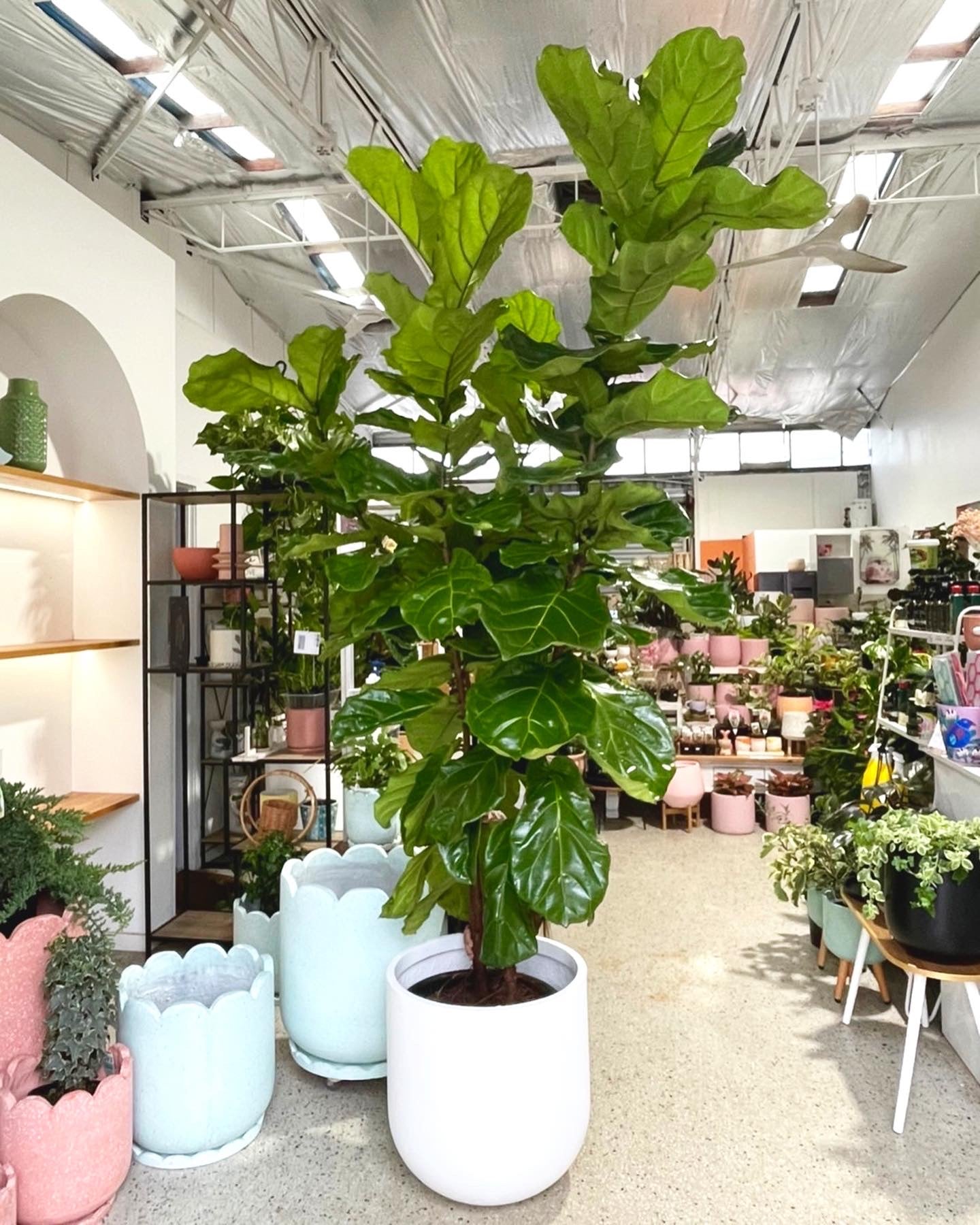 large fiddle leaf fig tree for sale Fiddle leaf figs (Pickup/Delivery) – Little Leaf Decor