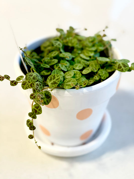 Peperomia String Of Turtles 🐢 (Pickup/Delivery)