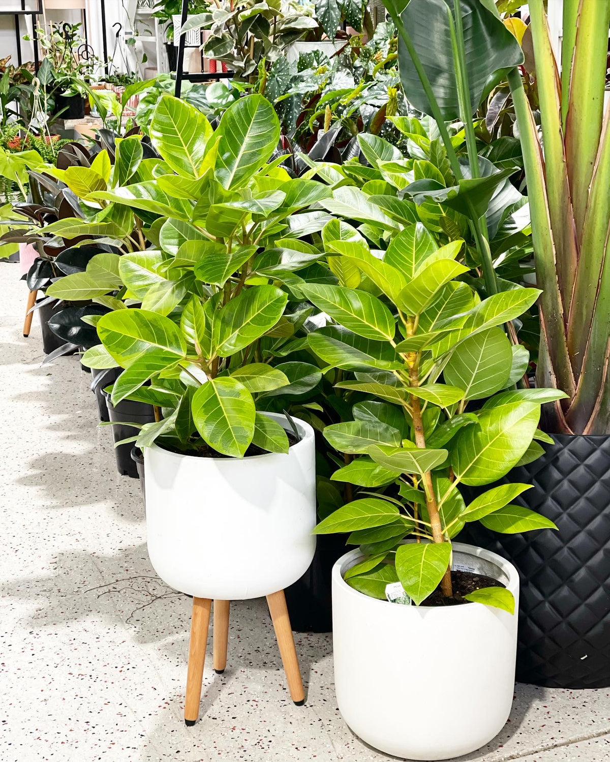 Rubber Plant Tineke Lime 200mm (pickup/delivery)