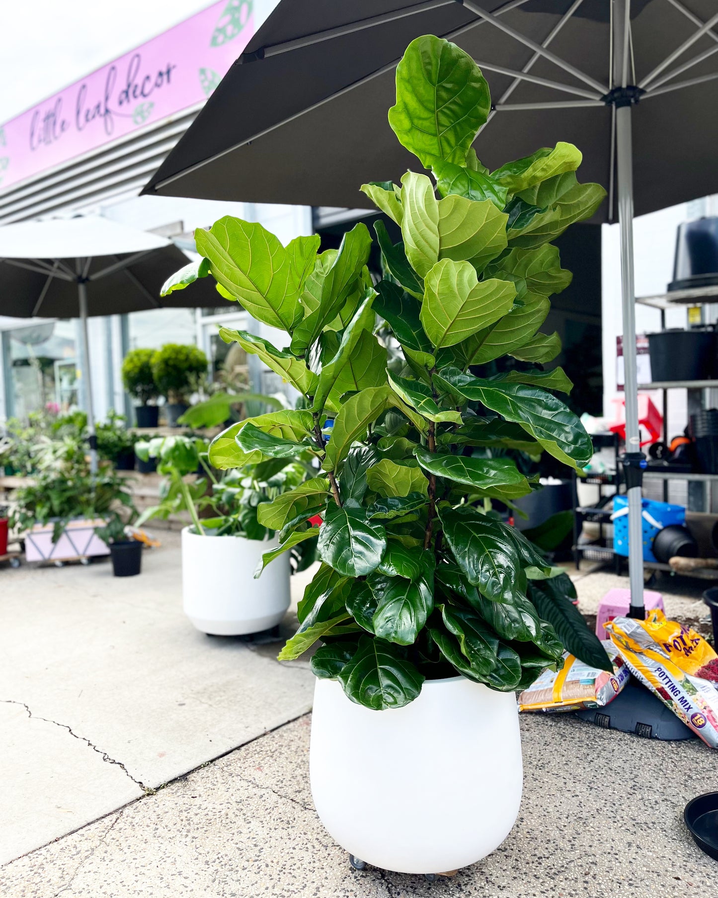 Fiddle leaf figs (Pickup/Delivery)