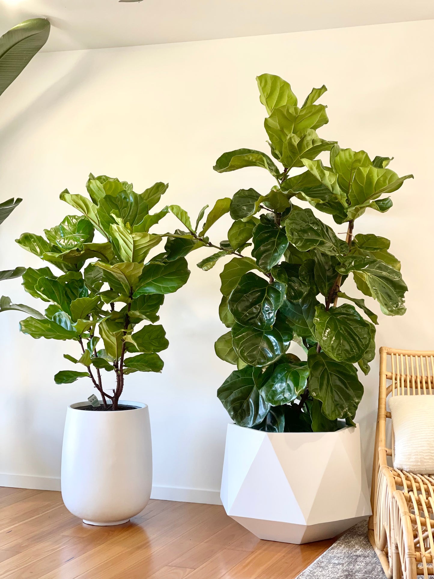 Fiddle leaf figs (Pickup/Delivery)