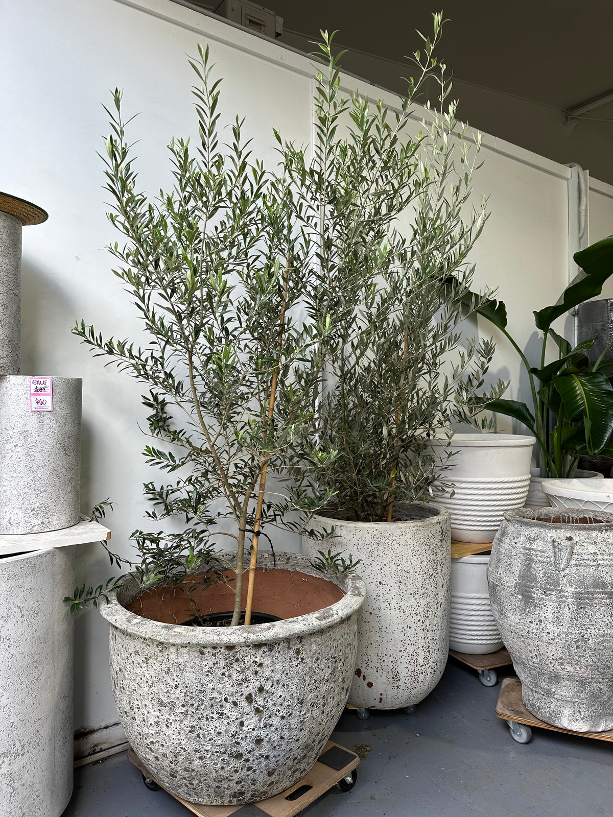 Large Olive tree 400mm (pickup/delivery)