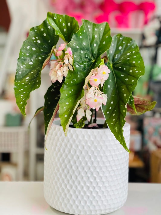 Begonia Polka Dot 140mm pot (pick up/delivery)