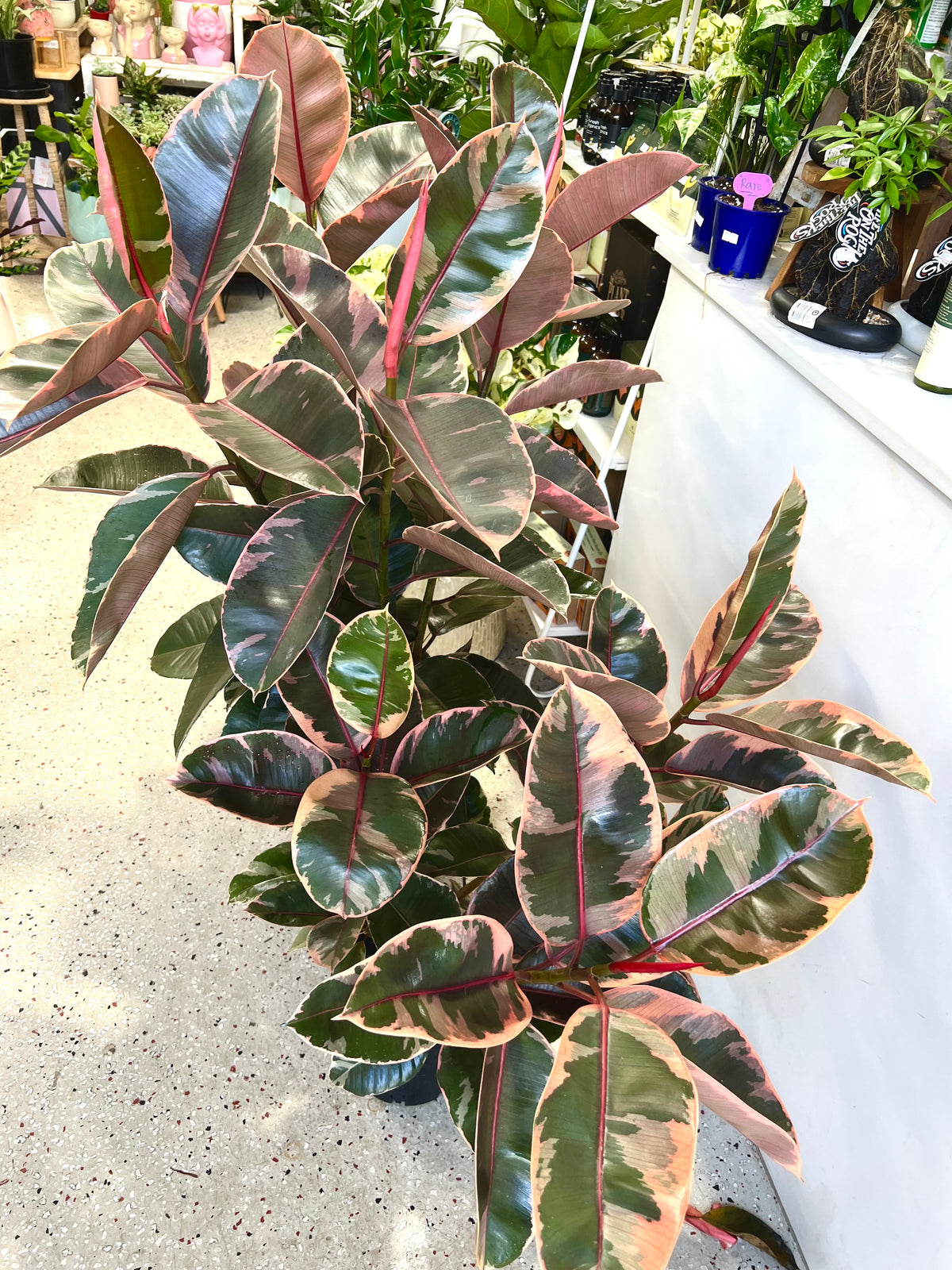 Rubber plant ruby 200mm (pickup/delivery)