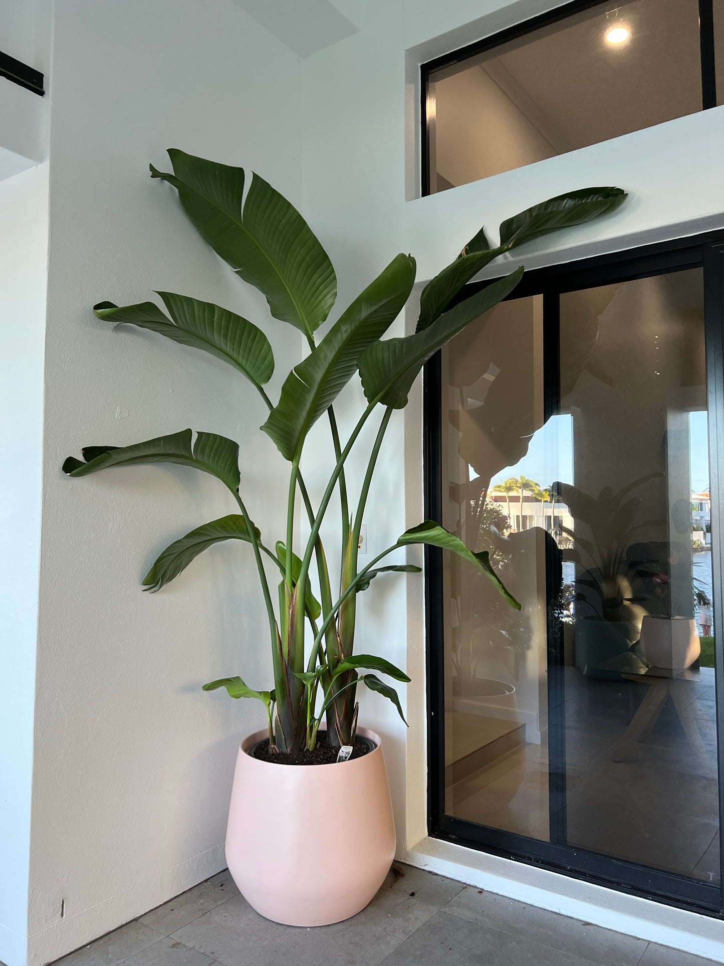 XL Bird of paradise 2.3M tall (Pickup/Delivery)