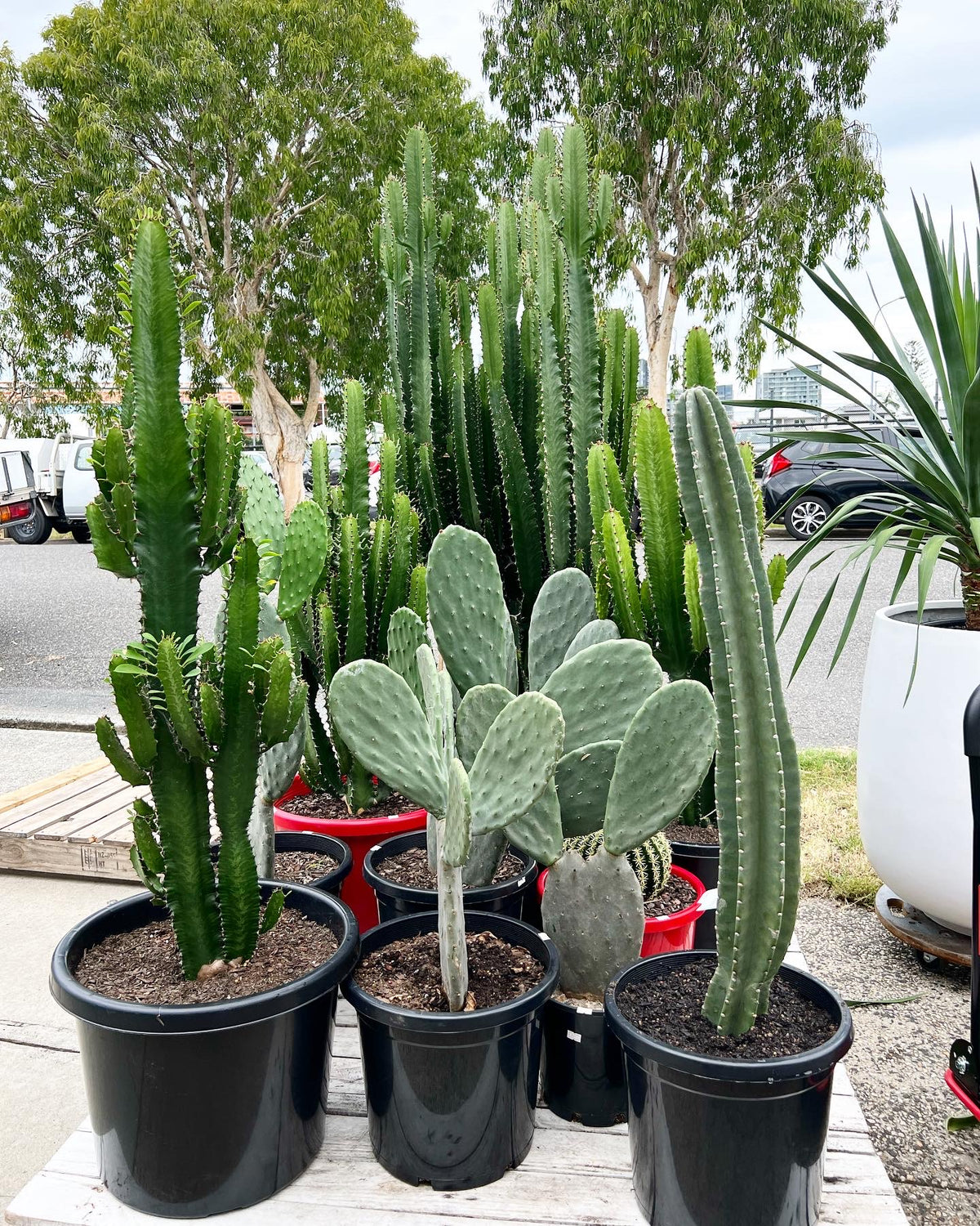 Prickly Pear Cactus 🌵 140mm (Pickup/Delivery)