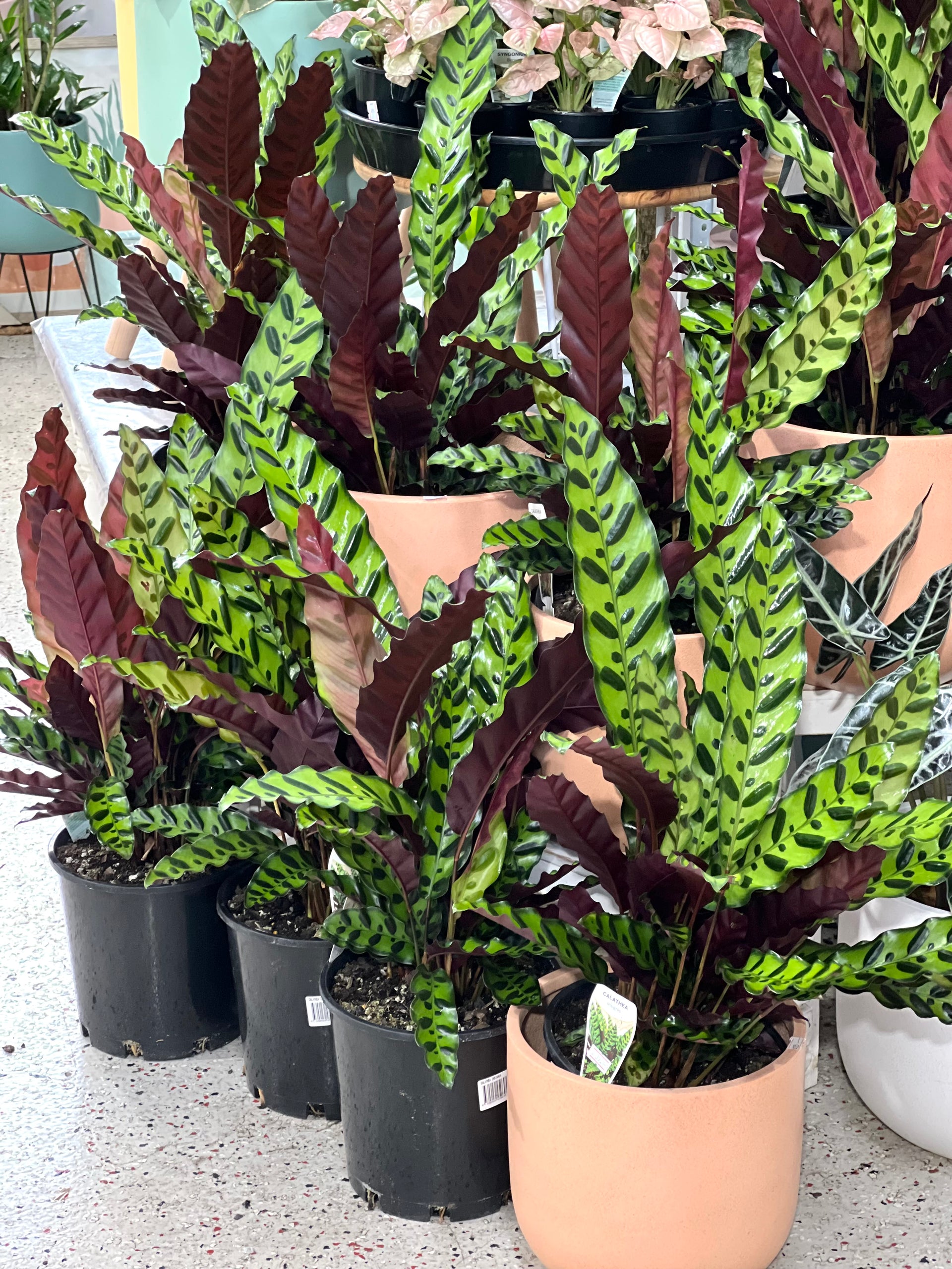 Calathea Insignis 200mm pot Indoor Plant (Pick up/delivery) – Little Leaf  Decor