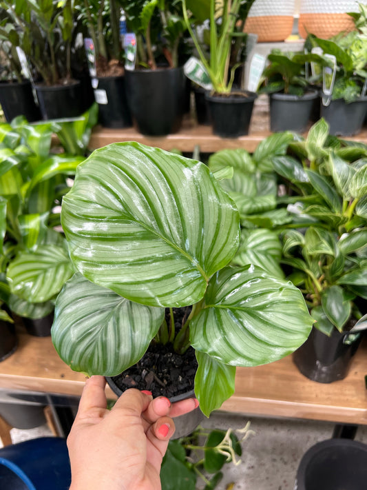 Calathea Orbifolia  130 mm pot Indoor Plant  (Pick up/delivery)