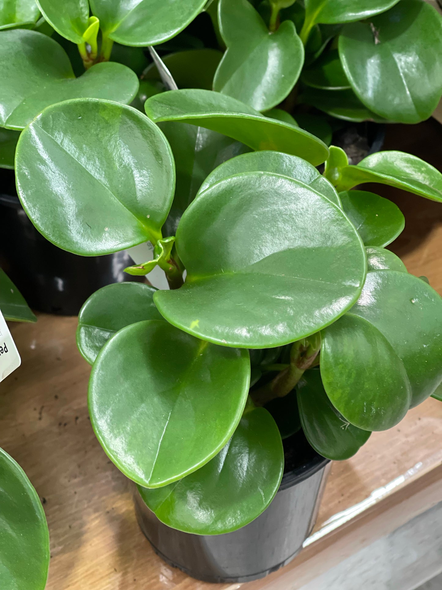 Peperomia Obtusifolia 120mm pot (Pick up/Delivery)