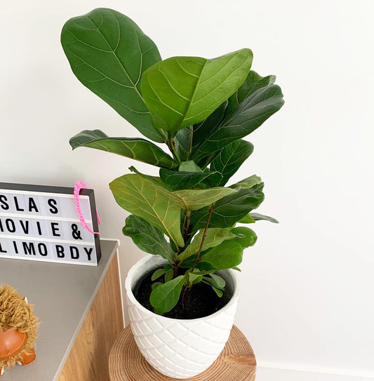 Fiddle leaf fig lush 200mm pot (pick up/delivery)