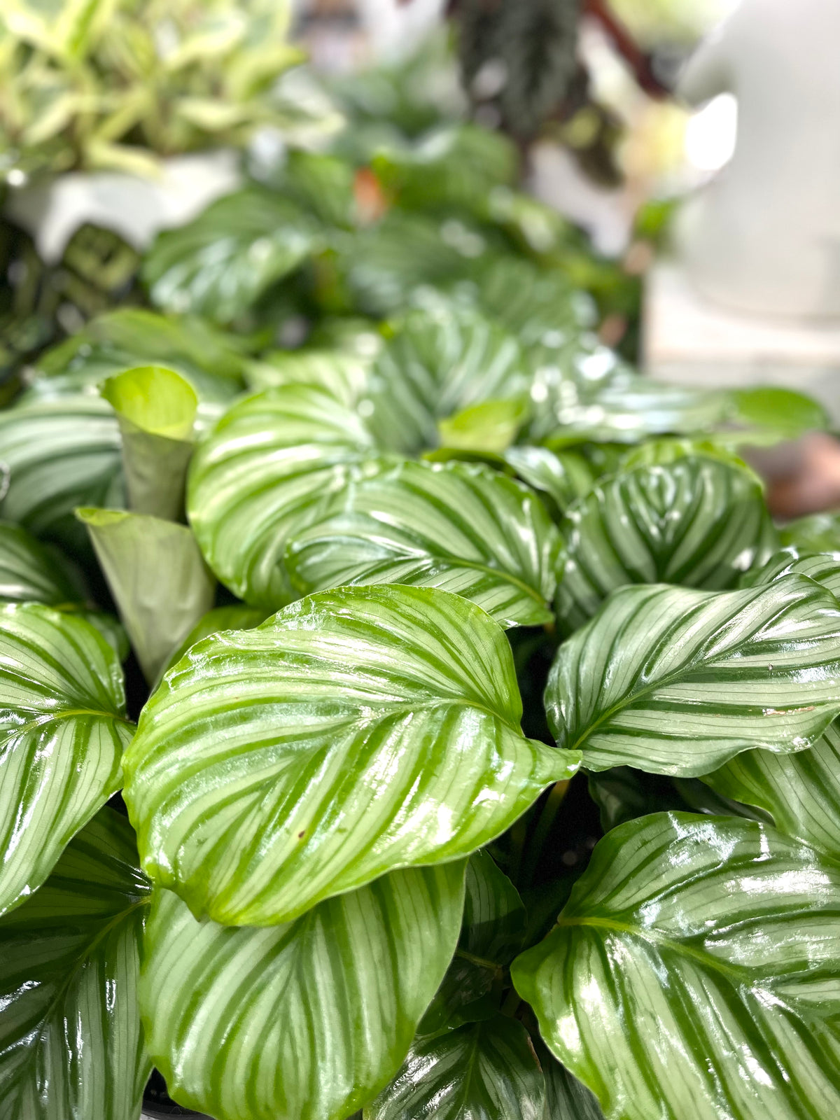 Calathea Orbifolia  130 mm pot Indoor Plant  (Pick up/delivery)