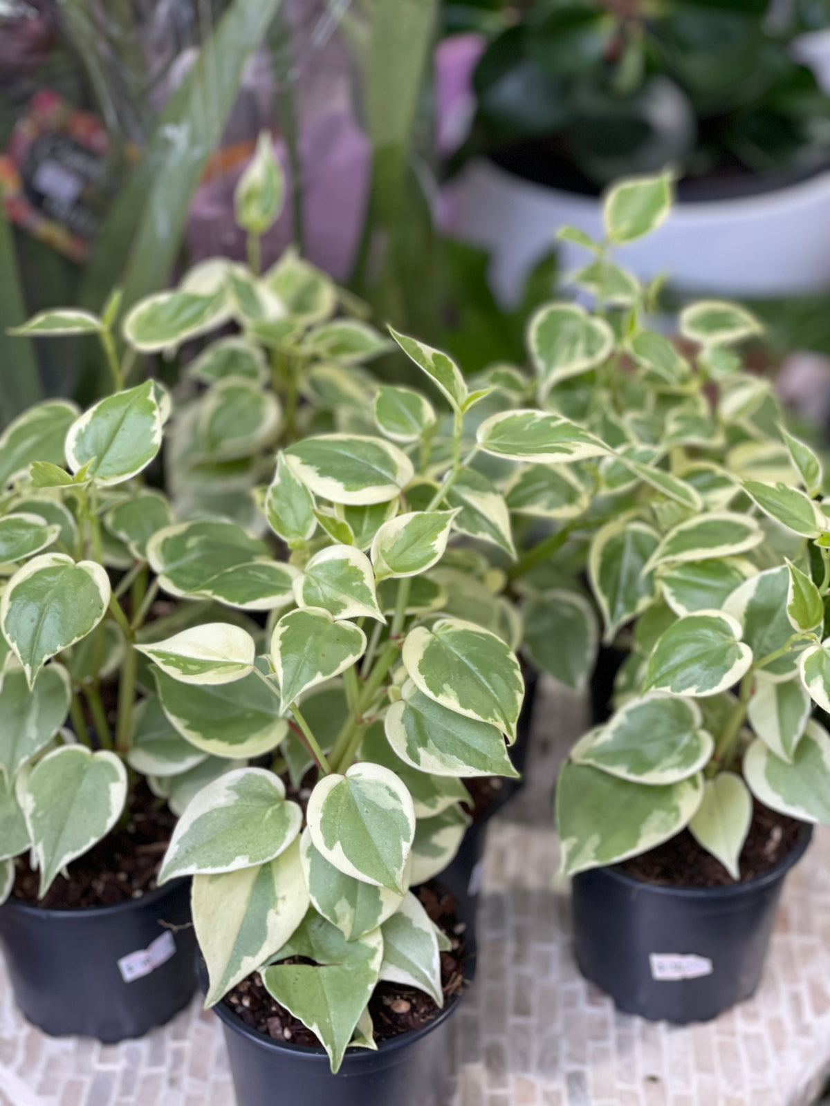 Peperomia Variegata 100mm Pot (Pickup / Delivery)
