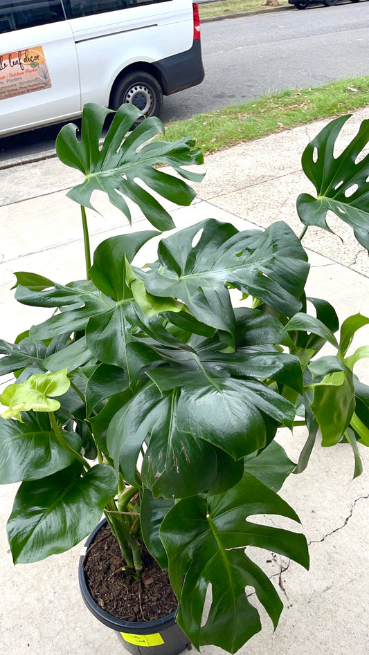 Monstera Deliciosa Plant  300mm  (pickup/delivery)