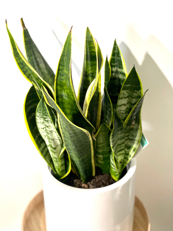 Snake Plant Yellow 200mm pot (Pick up/delivery) - Little Leaf Decor