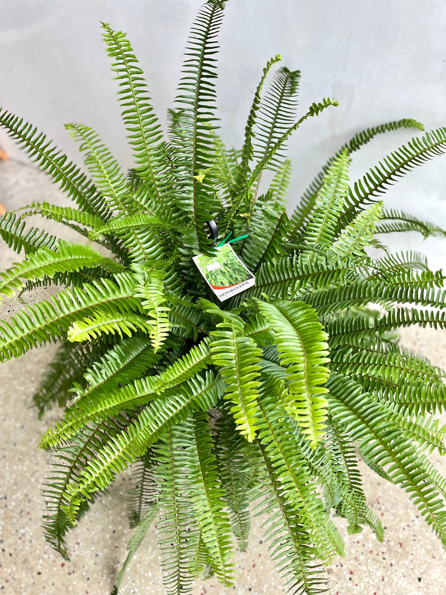 Boston Fern 250mm (pickup/delivery)