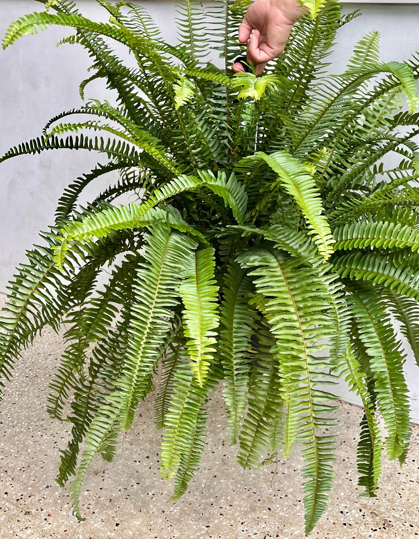 Boston Fern 250mm (pickup/delivery)