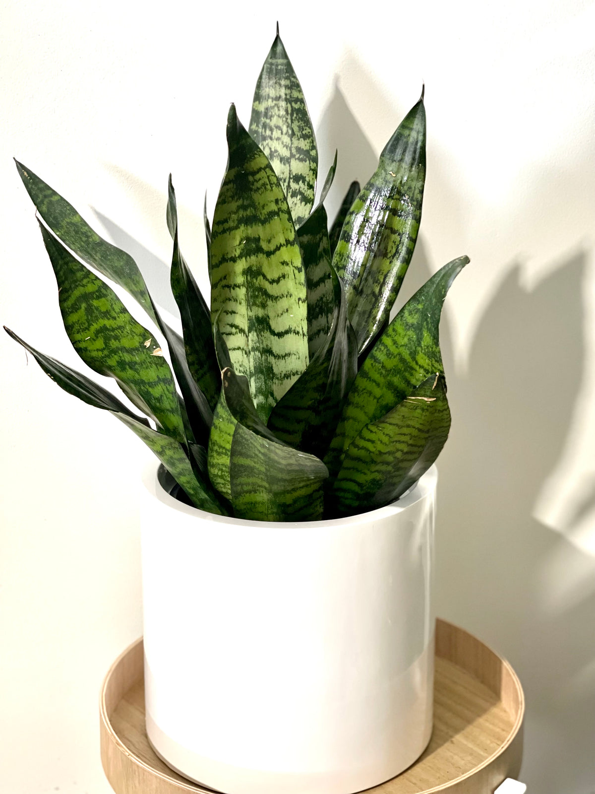 Snake Plant Green 200mm pot (Pick up/delivery)