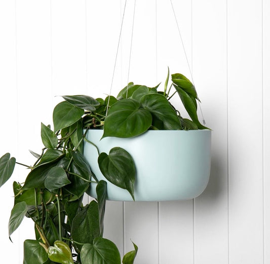 NY Mimi hanger mint fit 200mm pot inside (Delivery/Pickup)