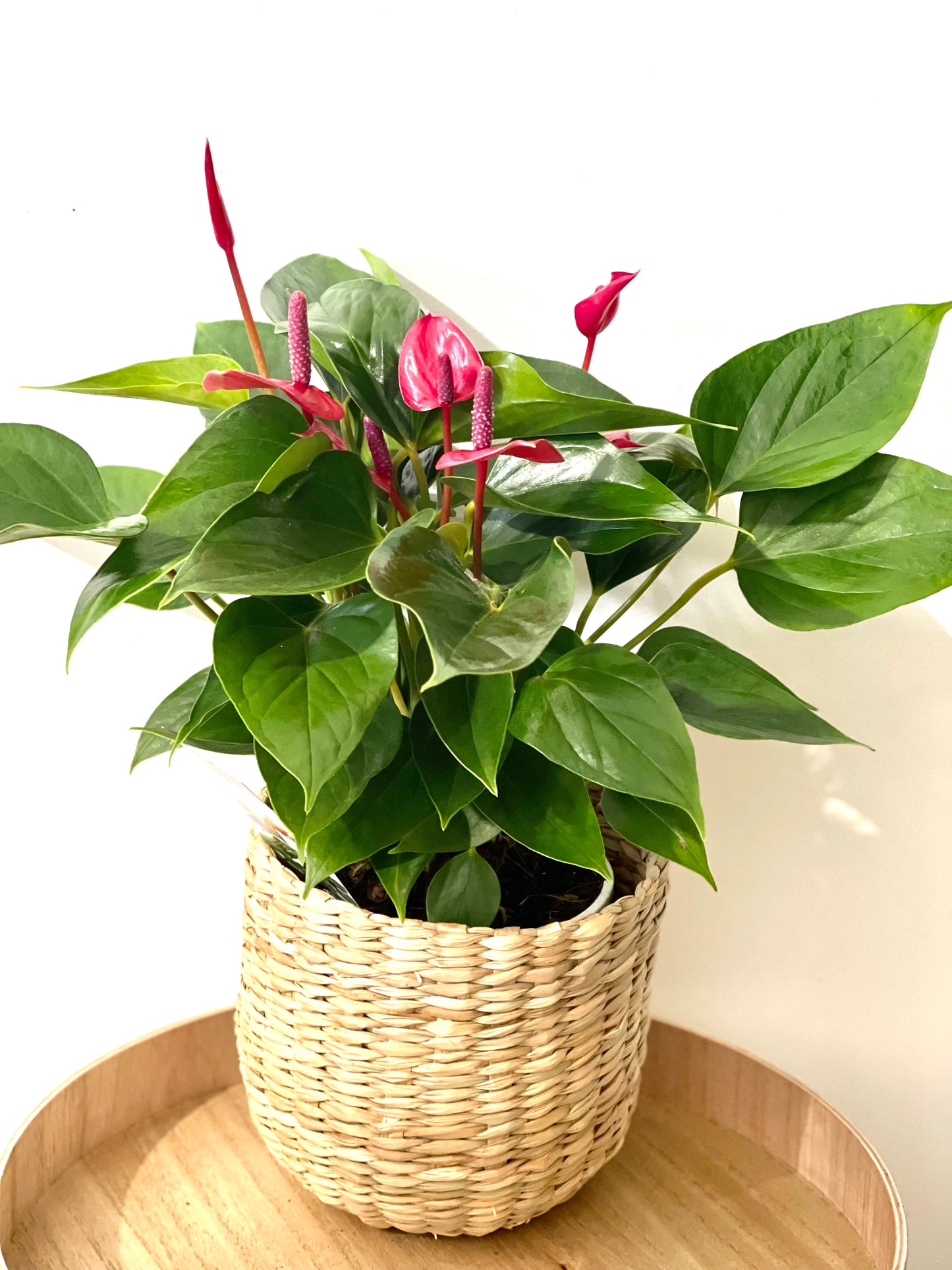 Anthurium Andreanum 140mm pot (pick up/delivery)