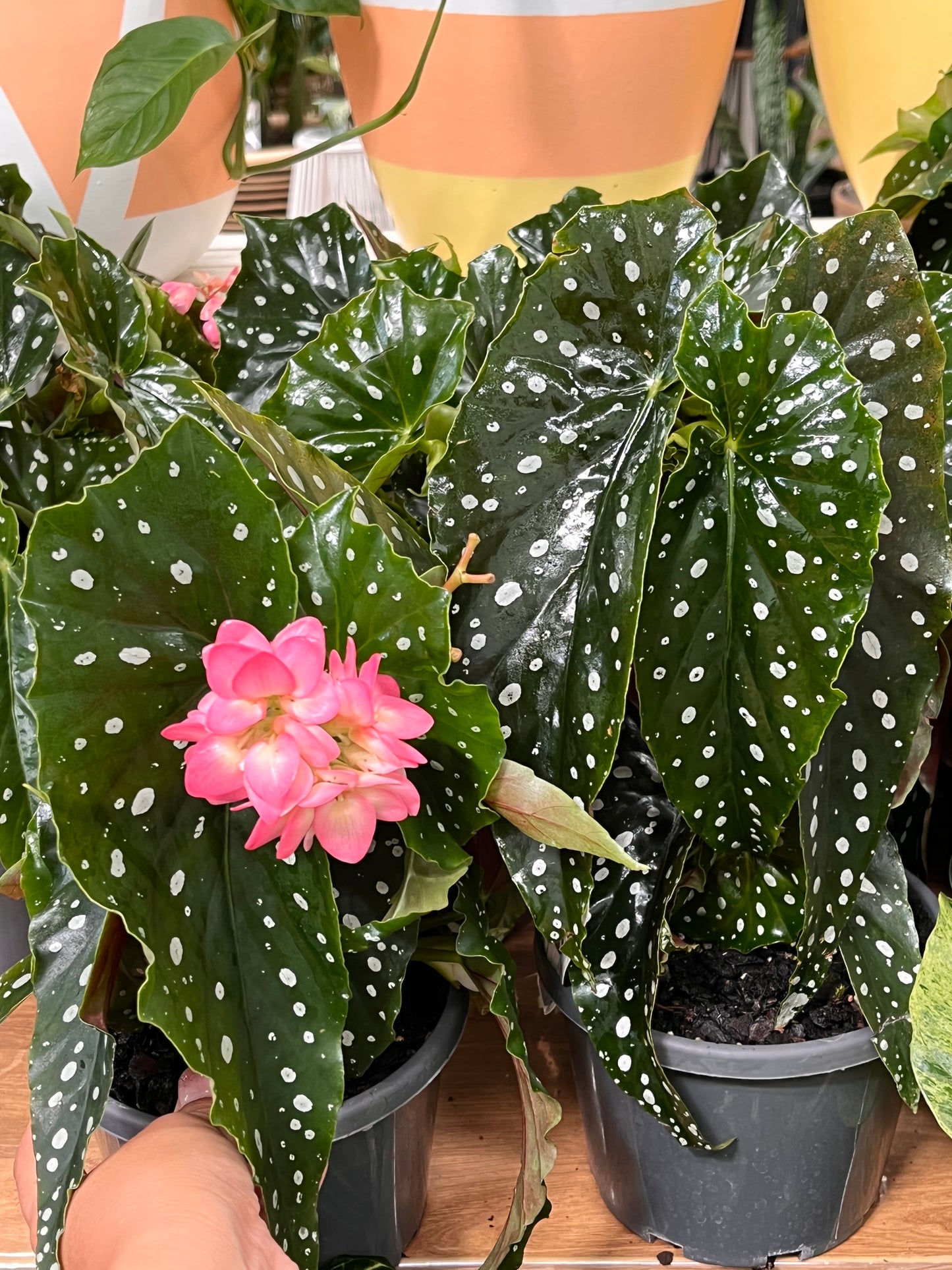 Begonia Polka Dot 130mm pot (pick up/delivery)