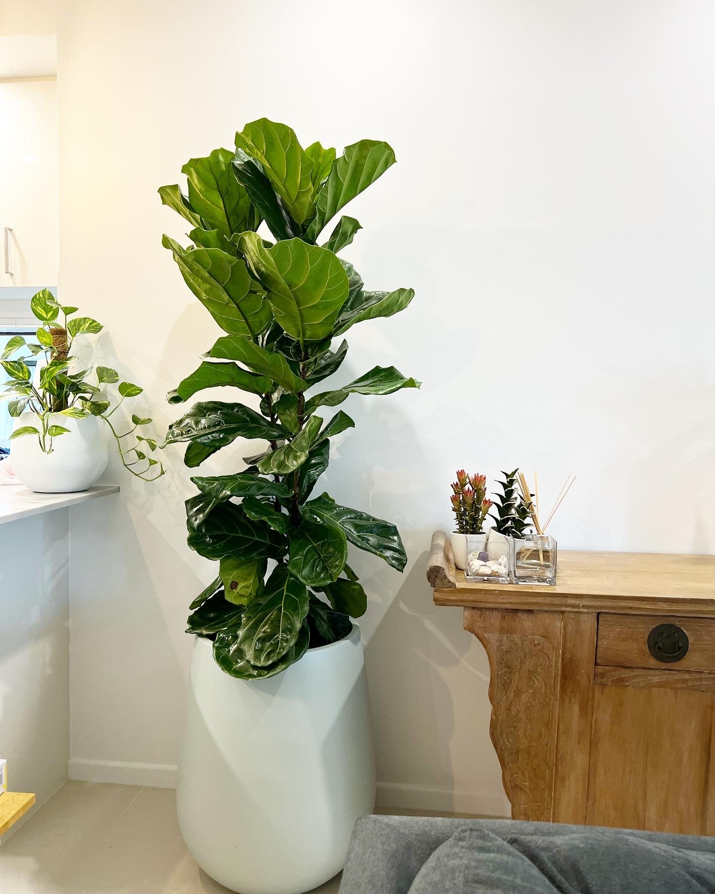 Fiddle leaf figs (Pickup/Delivery)