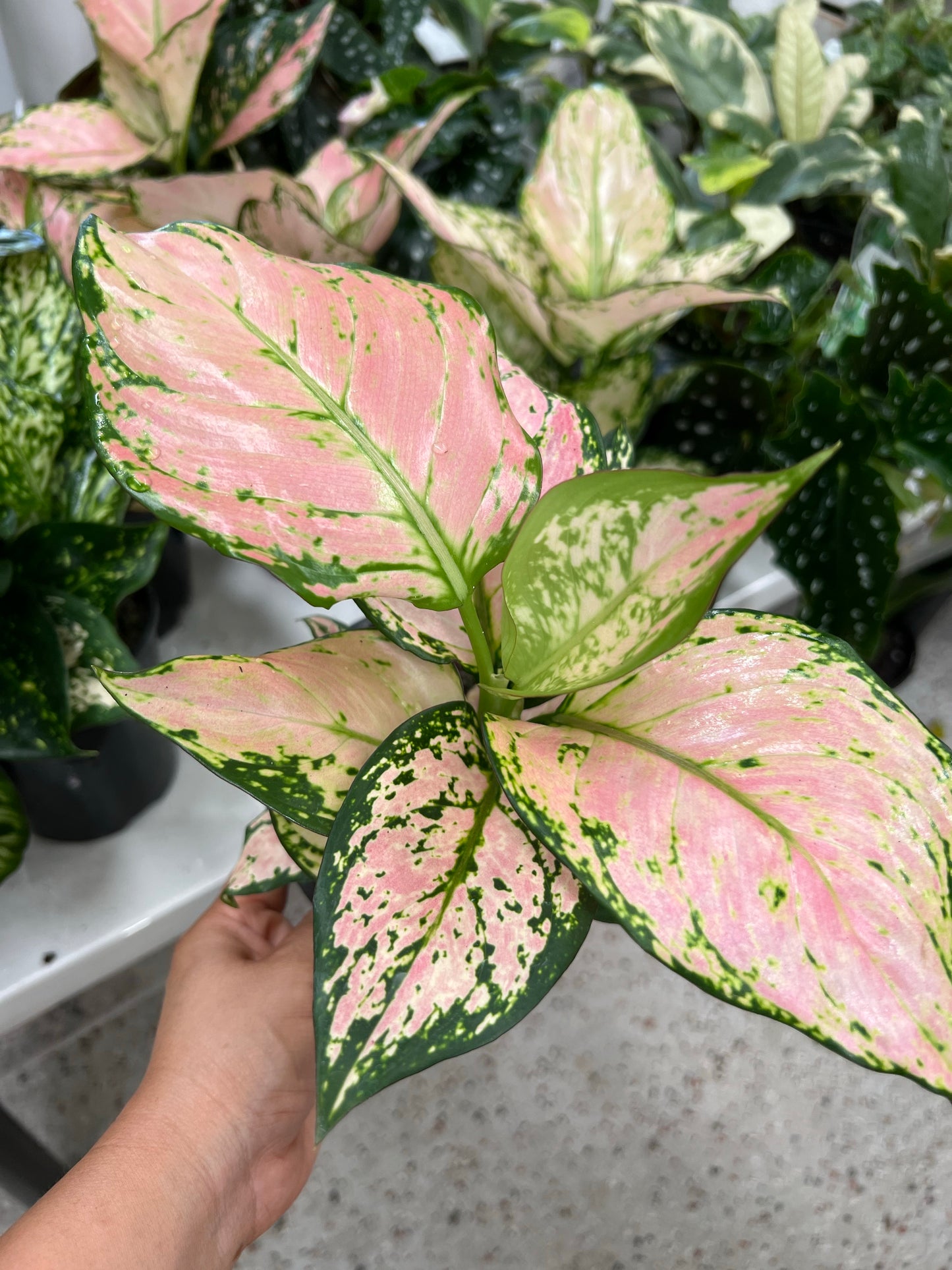 Aglaonema Pink Valentine 130mm pot (Pickup/Delivery)