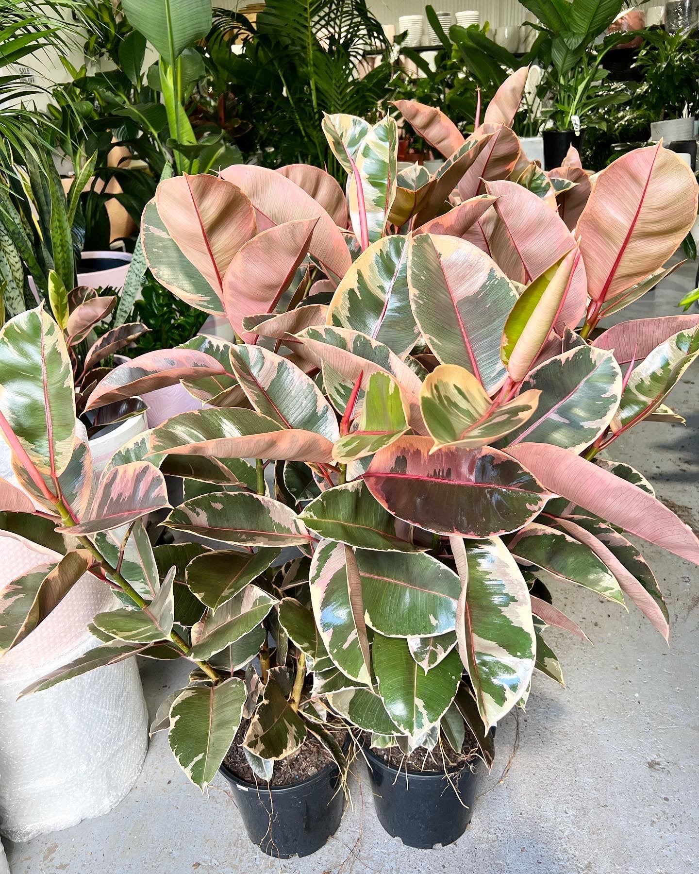 Rubber plant ruby 250mm (pickup/delivery)