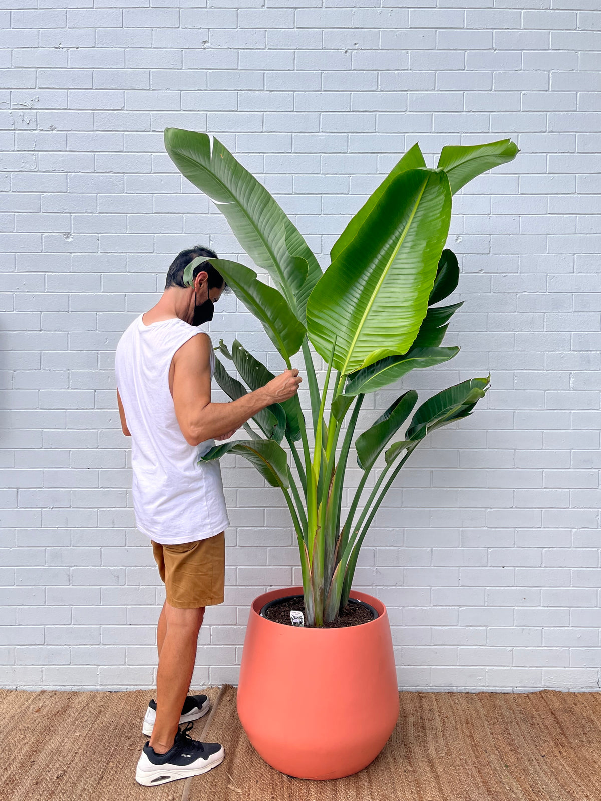 XL Bird of paradise 2.3M tall (Pickup/Delivery)