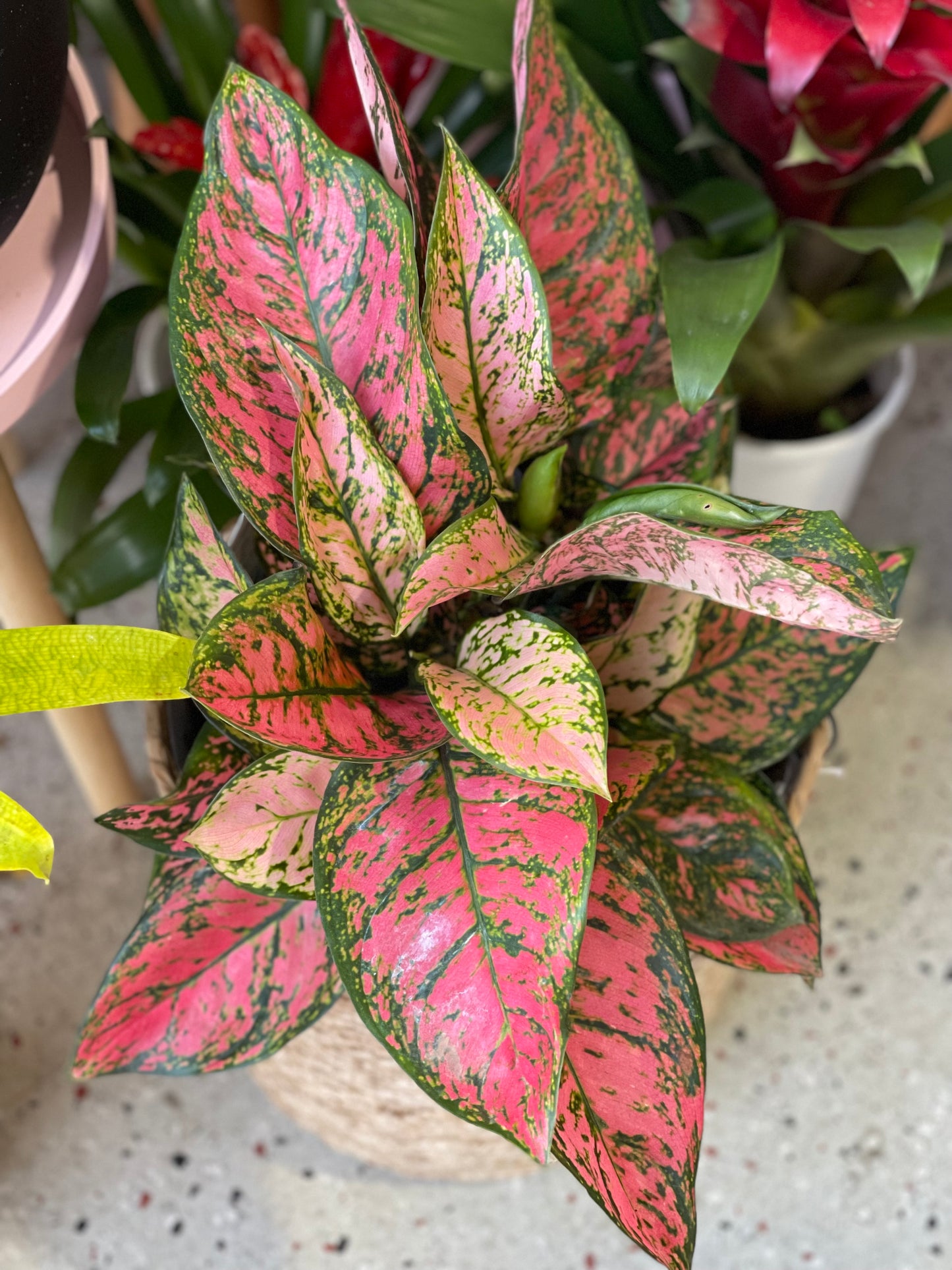 Aglaonema Pink Valentine 200mm (pickup/delivery)