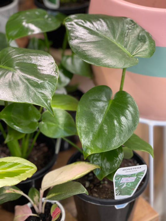 Monstera Deliciosa 130mm pot Indoor Plant  (Pick up/delivery)